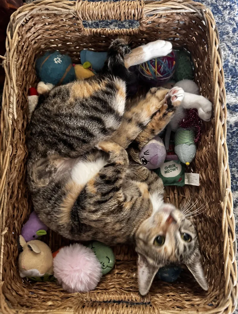 A young medium-sized female Domestic Short Hair cat named Penny for adoption in Oviedo, FL