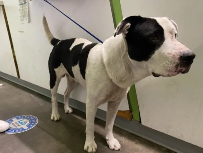 An adult large-sized male Pit Bull Terrier dog named Scooby for adoption in Los Angeles, CA