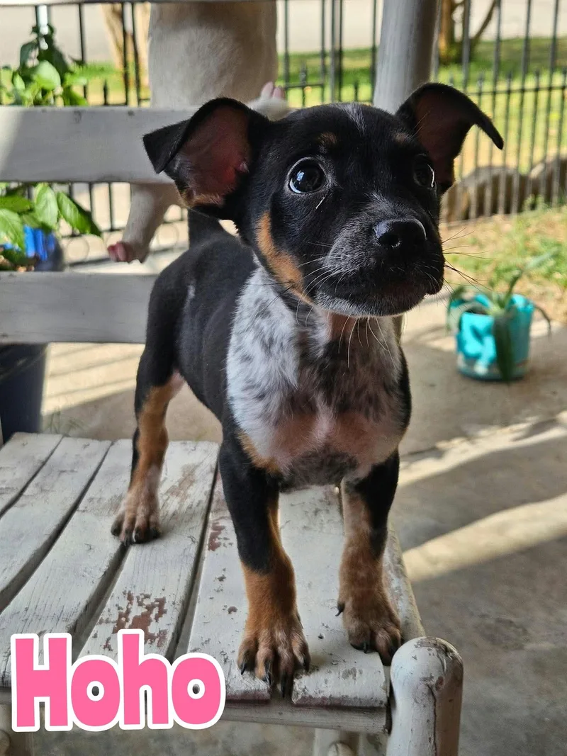 A baby large-sized female Australian Cattle Dog / Blue Heeler dog named Hoho for adoption in New Baltimore, MI