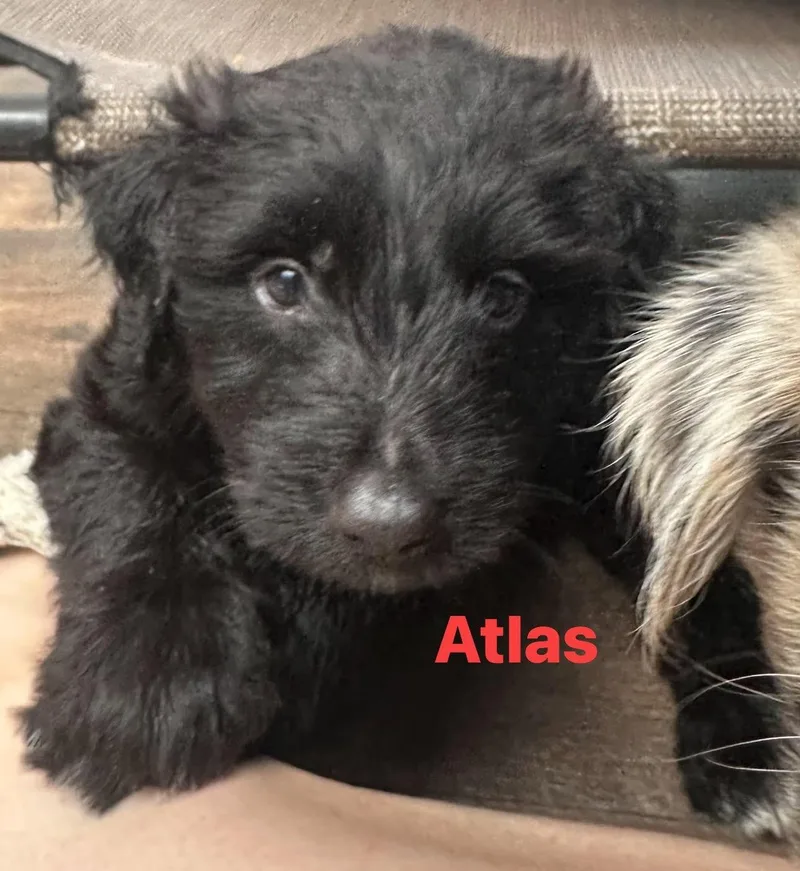 Atlas