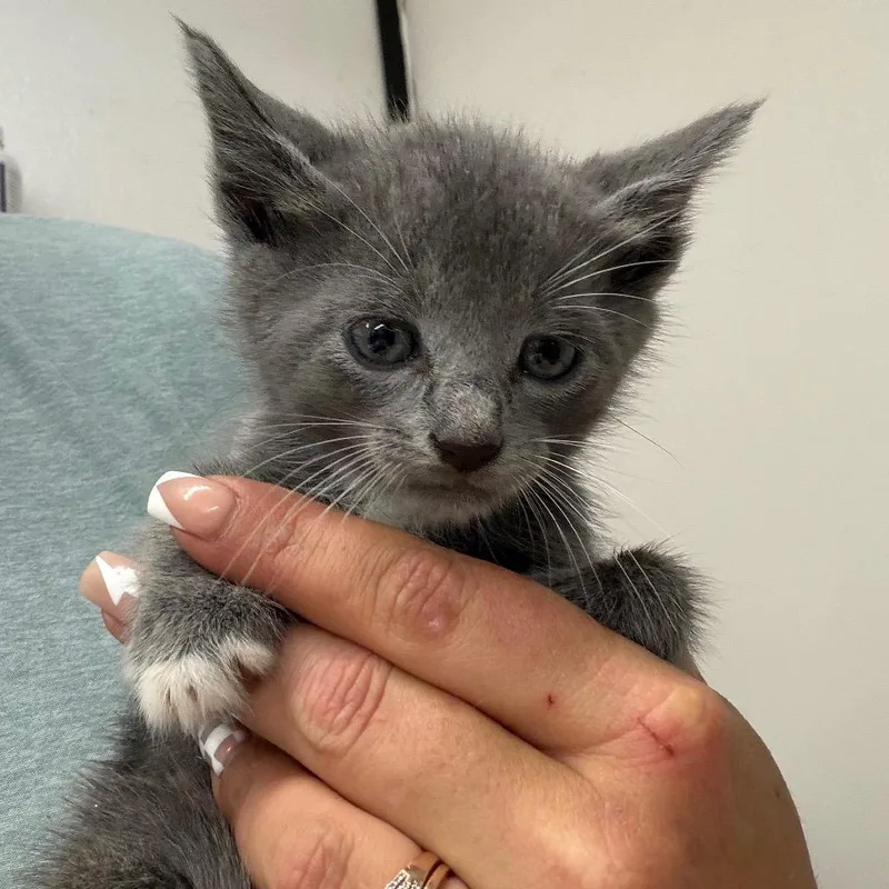 A baby small-sized male Gray / Blue / Silver Domestic Short Hair cat named Rufus for adoption in Lake Jackson, TX