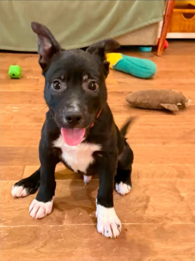 Bobbi Roo thumbnail 2