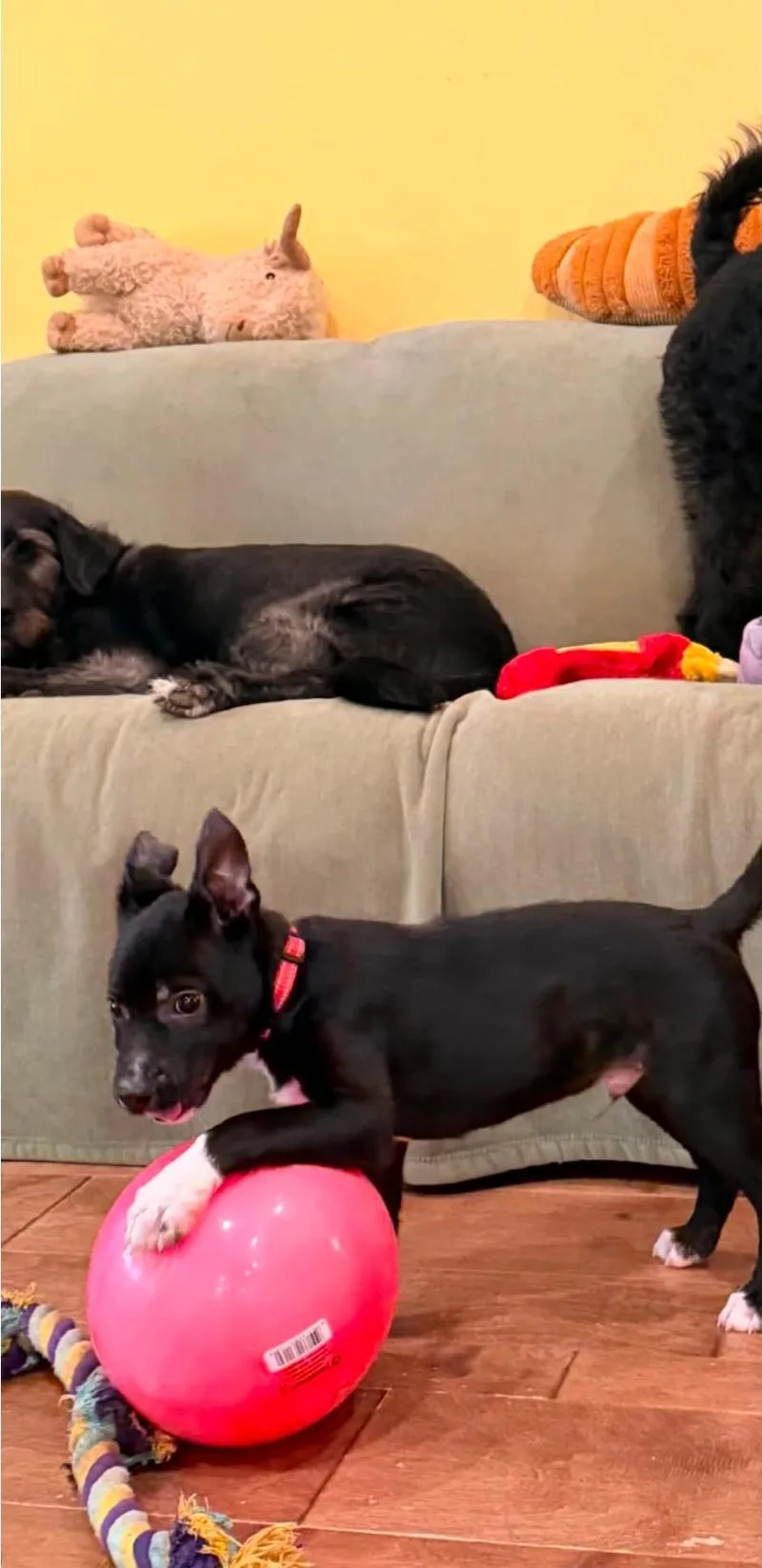 Bobbi Roo thumbnail 3