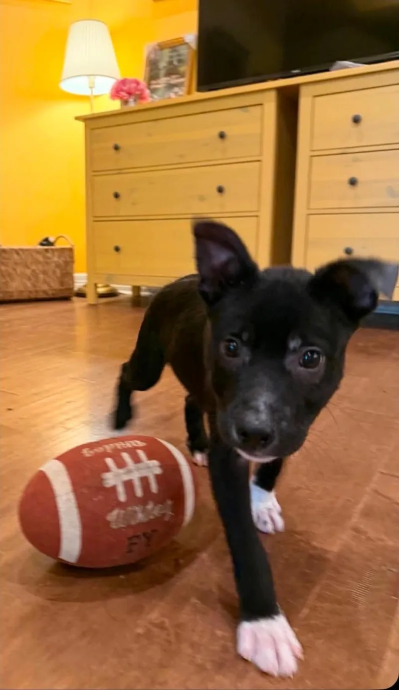 Bobbi Roo thumbnail 5