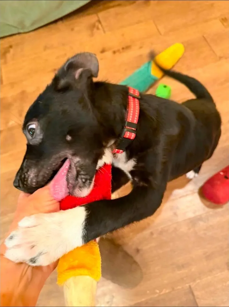 Bobbi Roo thumbnail 6