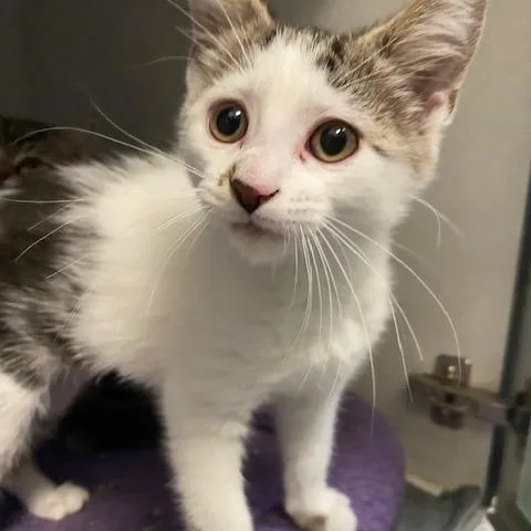 A baby small-sized female White Domestic Short Hair cat named Comet for adoption in Dayton, OH