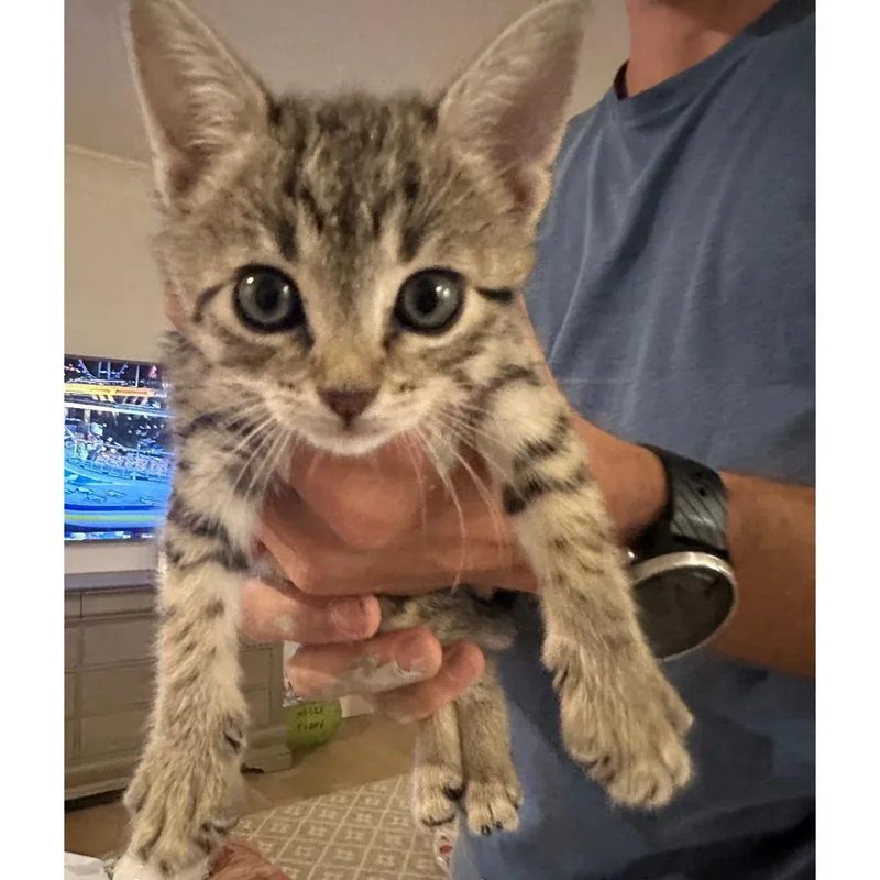 A baby small-sized female Brown / Chocolate Domestic Short Hair cat named Total Trickster for adoption in Austin, TX