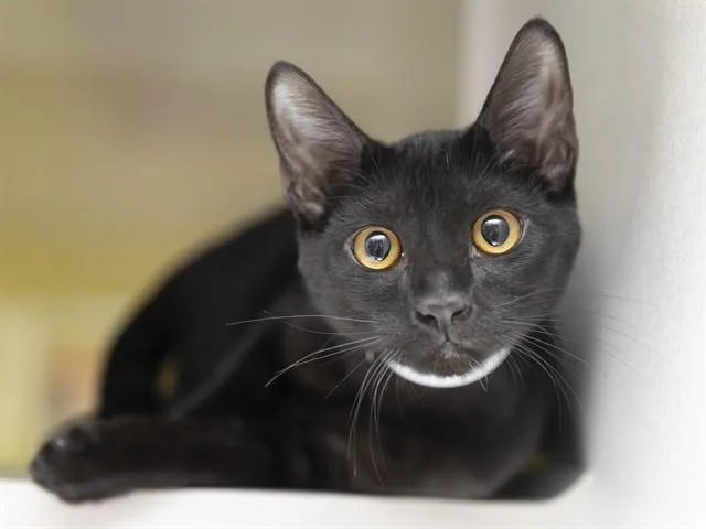 A young small-sized male Domestic Short Hair cat named Cloak for adoption in Phoenix, AZ
