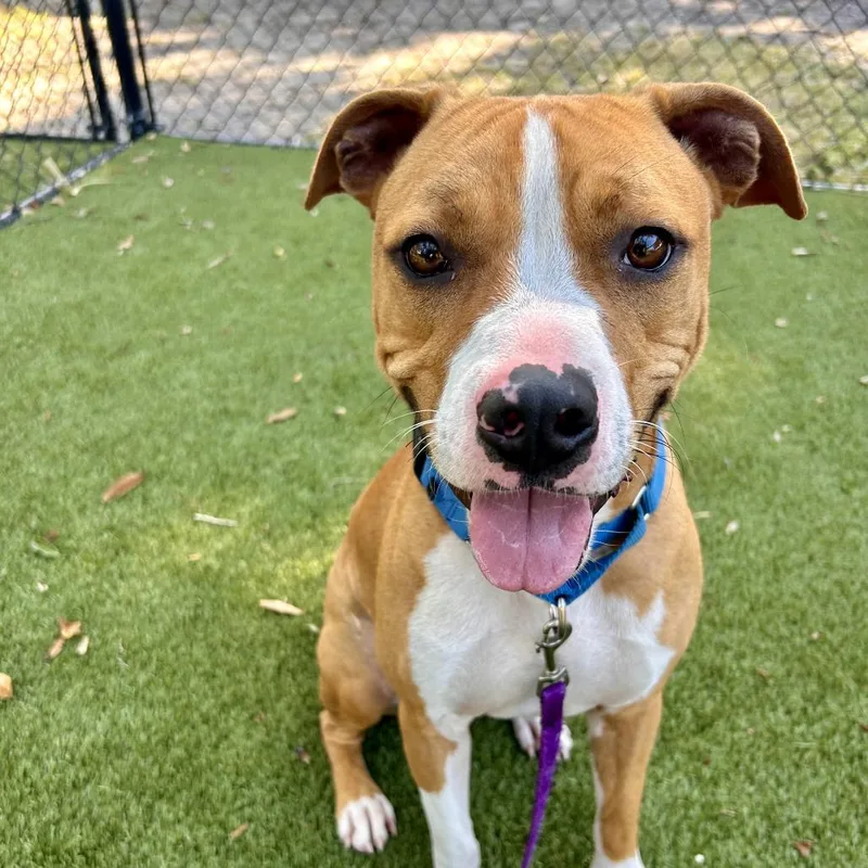 An adult medium-sized male Red / Chestnut / Orange Mixed Breed dog named Buster for adoption in Sarasota, FL