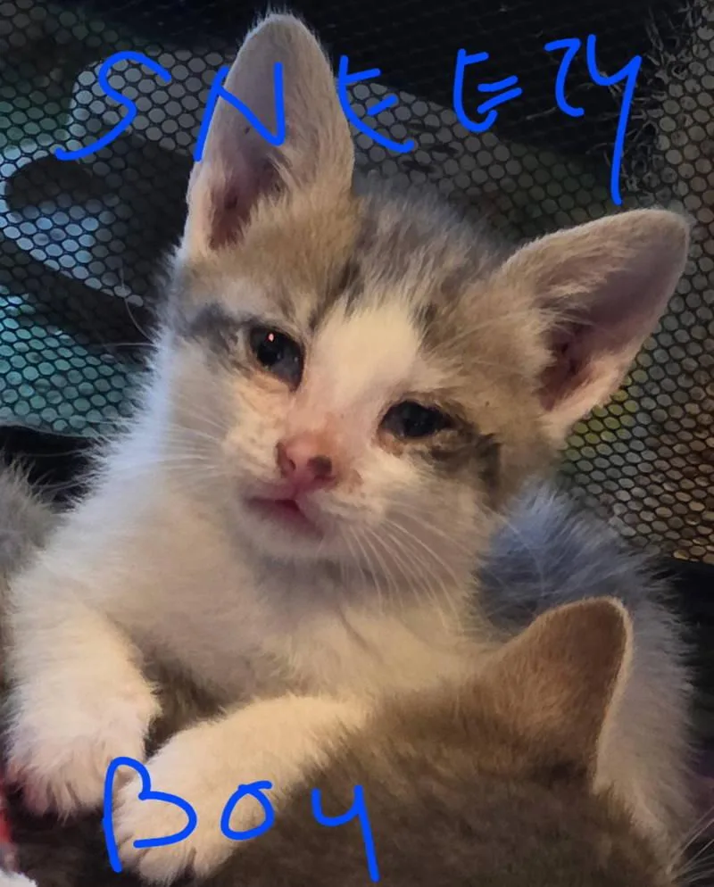 A baby medium-sized male Gray & White Domestic Short Hair cat named Saturn for adoption in Philadelphia, PA