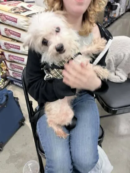 An adult small-sized male Terrier dog named Chase for adoption in Hobart, IN