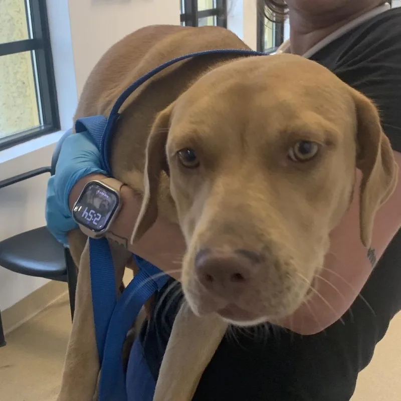 A young small-sized female Mixed Breed dog named Toffee for adoption in West Palm Beach, FL