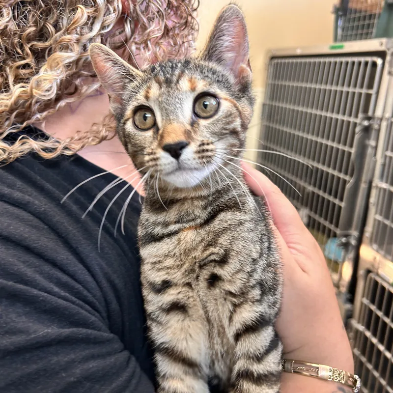 A young small-sized female Domestic Short Hair cat named Bingo for adoption in Myerstown, PA