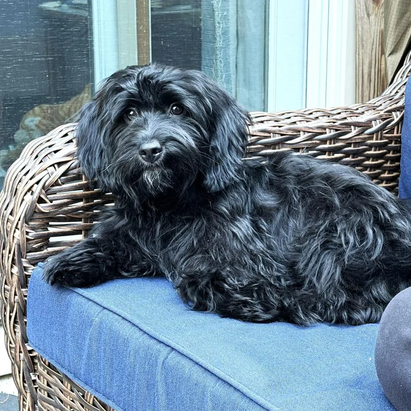 A baby small-sized female Black Shih Tzu dog named Bella for adoption in Chantilly, VA