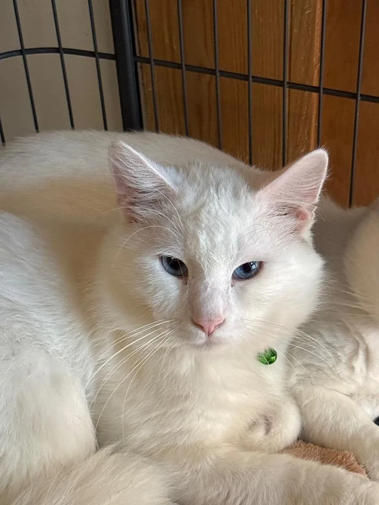 A young small-sized male American Shorthair cat named MAXON Green for adoption in Hagaman, NY