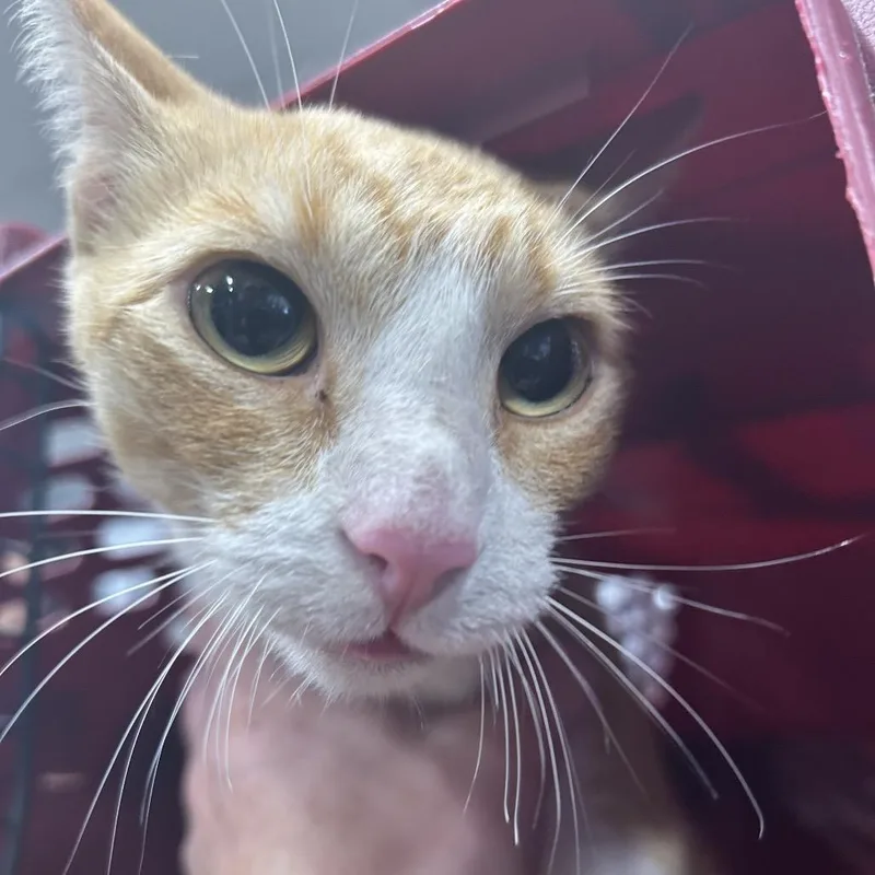 A young medium-sized female Orange / Red Domestic Short Hair cat named Sly for adoption in Newark, NJ
