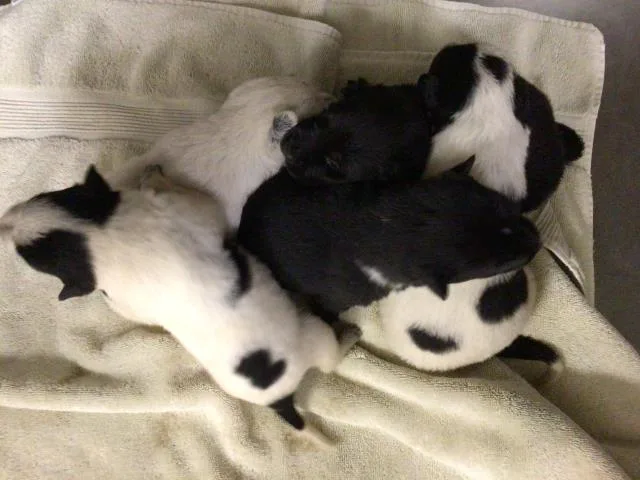 A baby small-sized female Australian Cattle Dog / Blue Heeler dog named Mothra for adoption in Riverside, CA