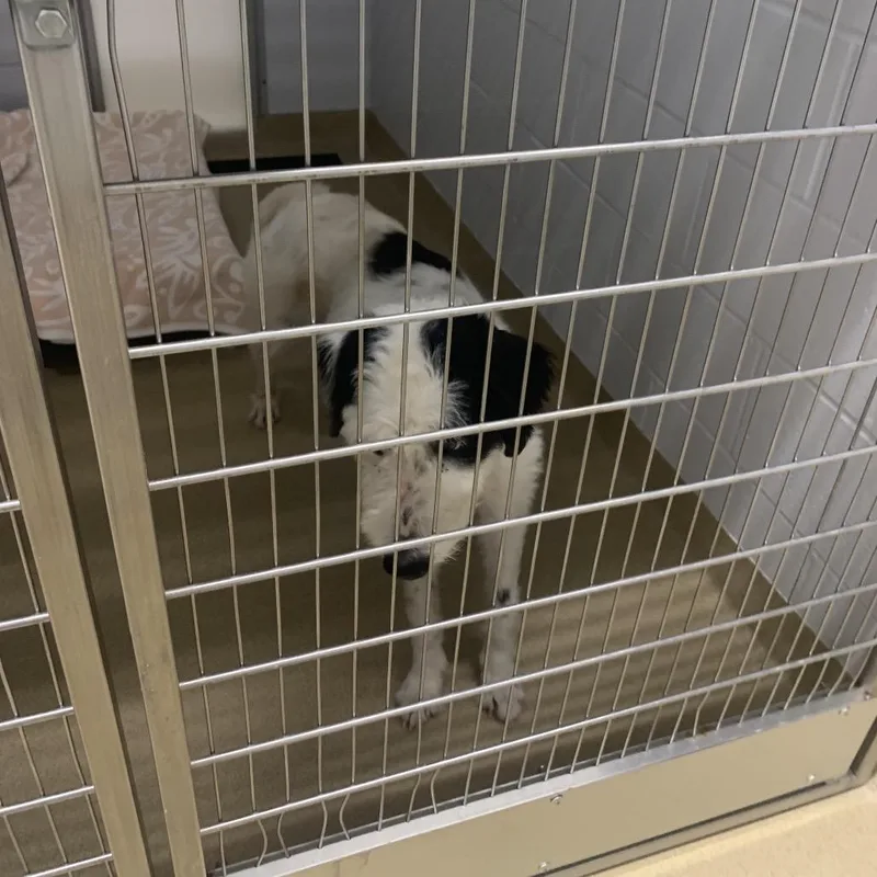 An adult medium-sized male Black Mixed Breed dog named Mr. Peabody for adoption in West Palm Beach, FL