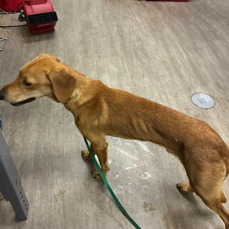 An adult medium-sized male Yellow / Tan / Blond / Fawn Labrador Retriever dog named Doir for adoption in Pasadena, CA