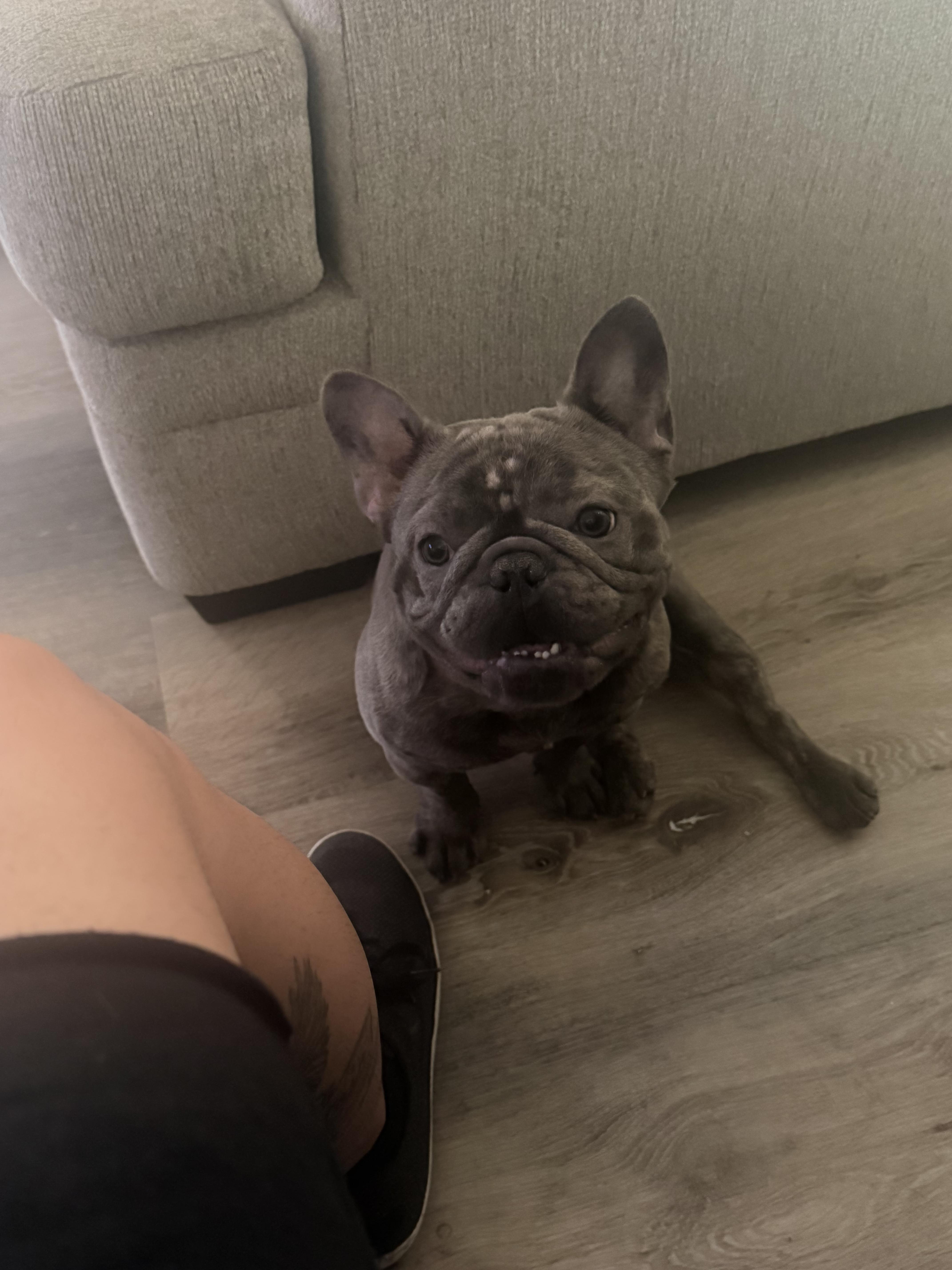 An adult medium-sized male French Bulldog dog named Guppy for adoption in Mesa, AZ