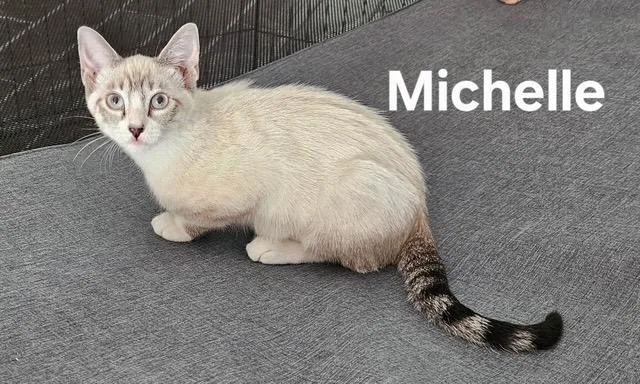 A baby medium-sized female Domestic Short Hair cat named Michelle for adoption in Zimmerman, MN