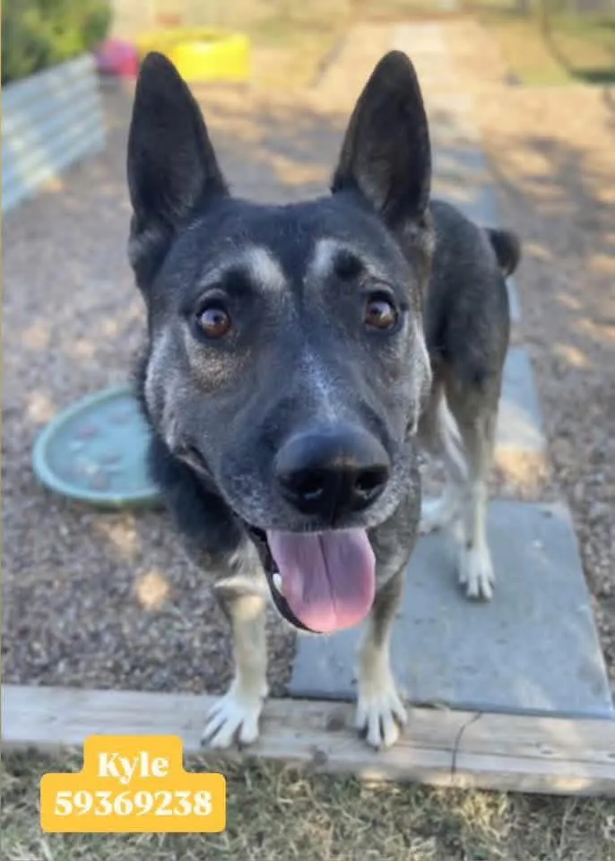 A young medium-sized male German Shepherd Dog dog named Kyle amazing with children for adoption in Greeneville , TN