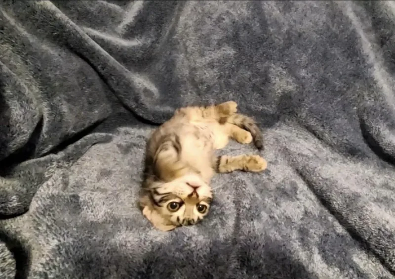 A baby medium-sized female Maine Coon cat named Fig for adoption in queen creek, AZ