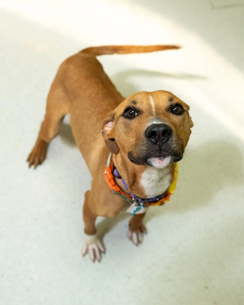 A young medium-sized female Apricot / Beige Pit Bull Terrier dog named Bambi for adoption in Cincinnati, OH