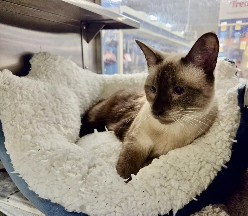 An adult medium-sized female Seal Point Siamese cat named Marissa Siamese for adoption in Jackson, GA