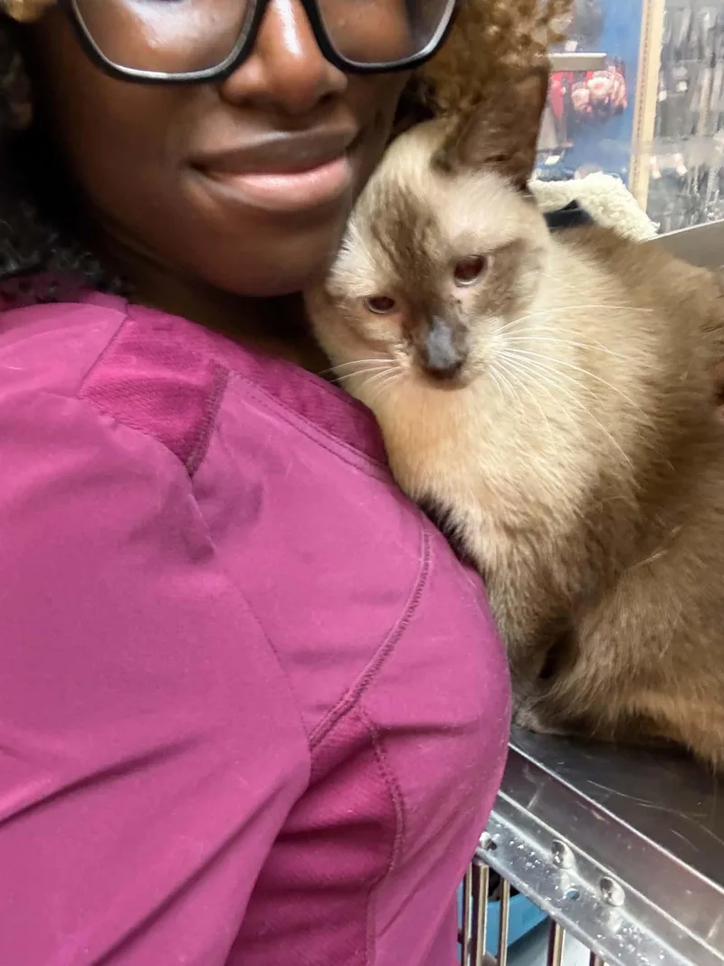 Marissa Siamese thumbnail 2