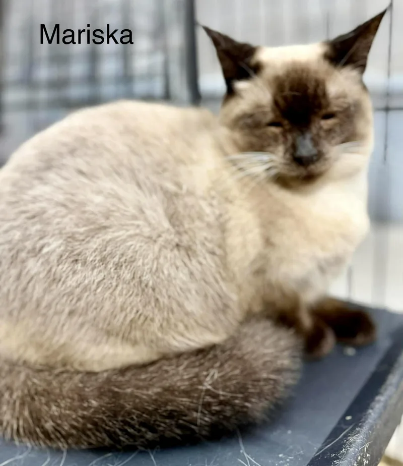 Marissa Siamese thumbnail 3