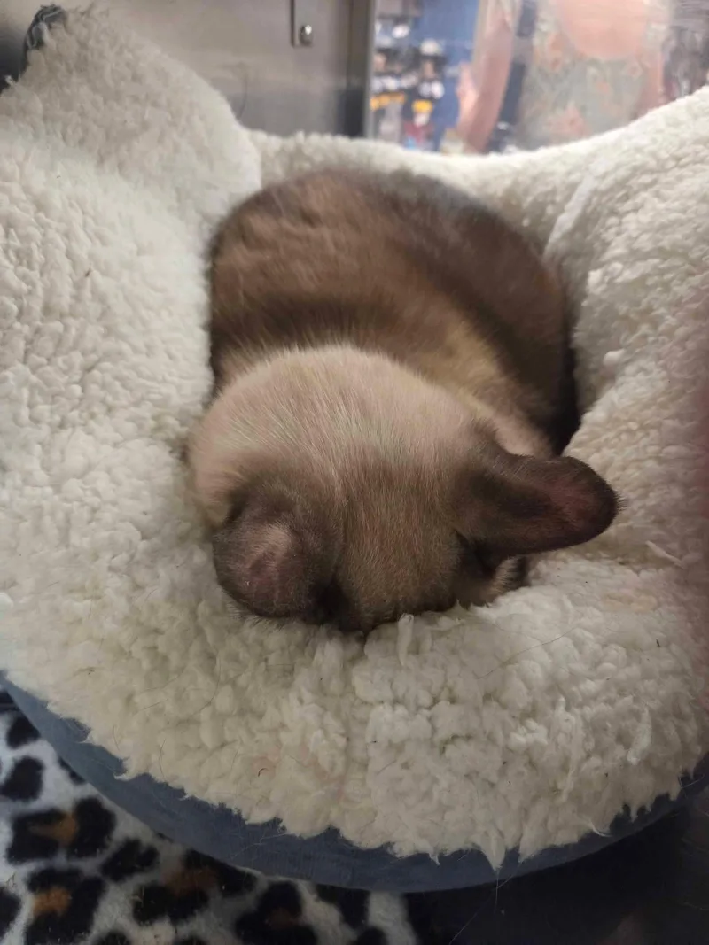 Marissa Siamese thumbnail 5
