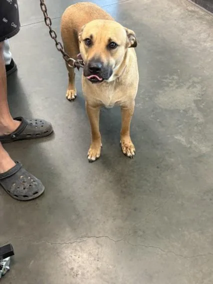 A young medium-sized female Labrador Retriever dog named Rox for adoption in Chatsworth, CA