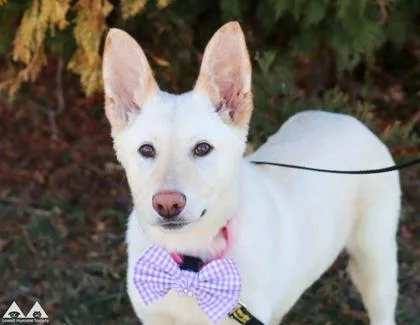 A young medium-sized female German Shepherd Dog dog named Honey for adoption in Lowell, MA