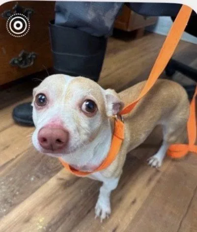 A young medium-sized male Dachshund dog named Taco for adoption in Columbia, TN