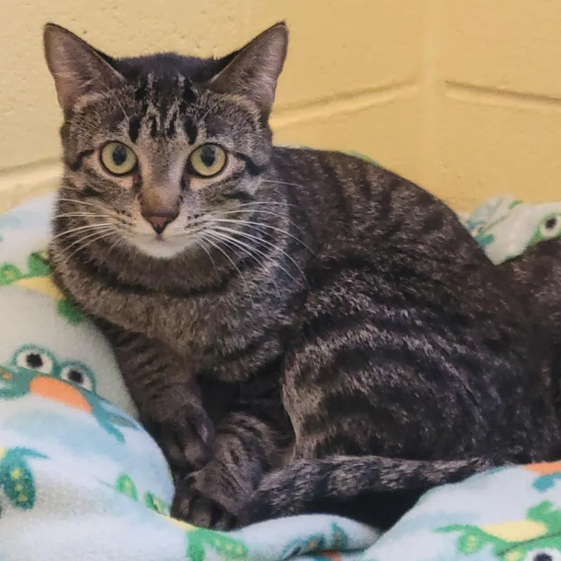 A young medium-sized female Brown / Chocolate Domestic Short Hair cat named Needle for adoption in Plover, WI
