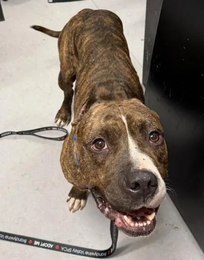 An adult medium-sized male Mixed Breed dog named Zeke for adoption in West Chester, PA