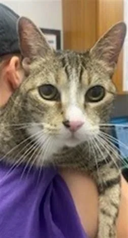 A senior small-sized female Domestic Short Hair cat named Ziva for adoption in Saint Cloud, FL