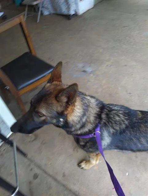 A young large-sized male German Shepherd Dog dog named A for adoption in Charlotte, NC