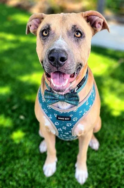 An adult large-sized male Mixed Breed dog named Sturgeon for adoption in Fort Walton Beach, FL