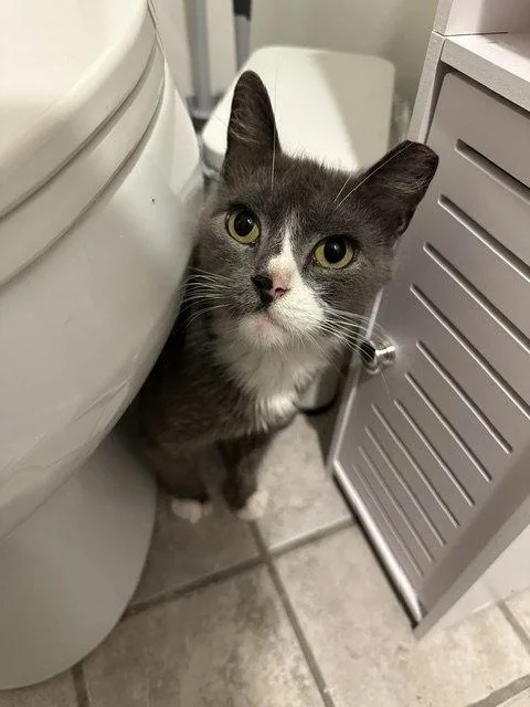 An adult small-sized female Black & White / Tuxedo Domestic Short Hair cat named Samantha for adoption in Philadelphia, PA