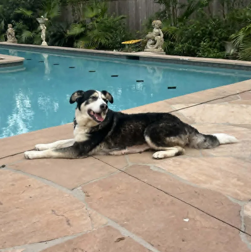 A senior medium-sized female Husky dog named Oreo for adoption in Houston, TX