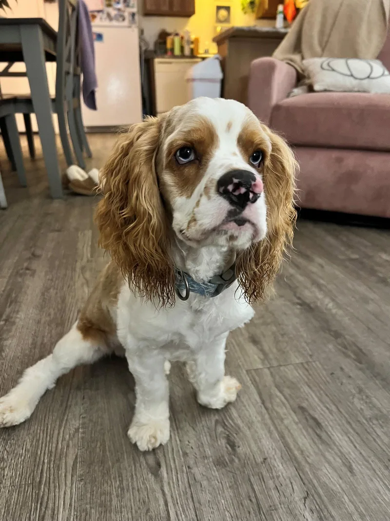 A baby medium-sized male Cocker Spaniel dog named Tucker for adoption in Arlington, VA