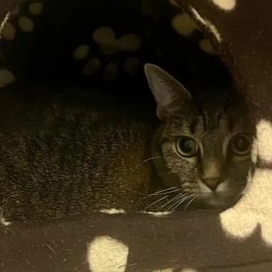 An adult small-sized female Gray / Blue / Silver Domestic Short Hair cat named Missy for adoption in Chehalis, WA