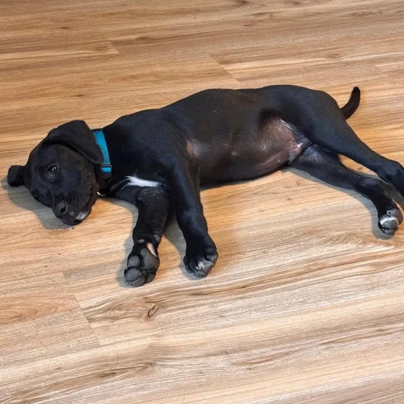Louie