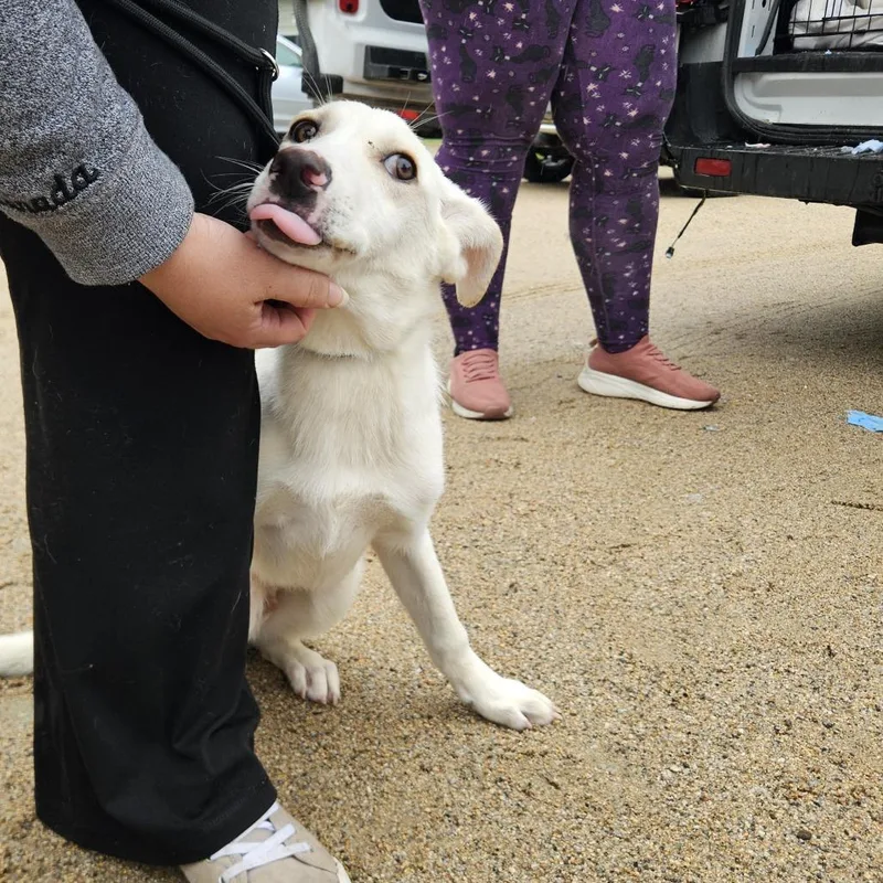 A young small-sized male White / Cream Husky dog named Buzz for adoption in Conway, NH
