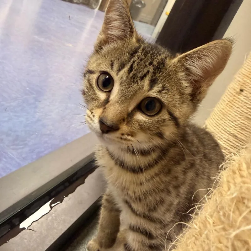 A baby small-sized male Brown / Chocolate Domestic Short Hair cat named Kiskadee for adoption in Gainesville, FL