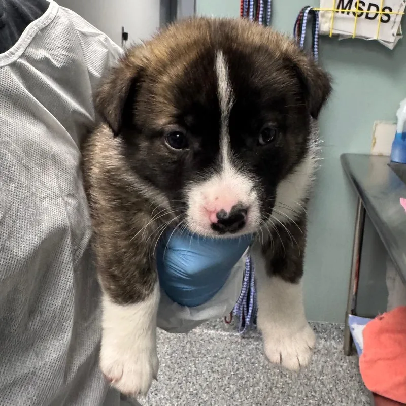 A baby small-sized male Black Shepherd dog named Dill for adoption in Greenville, SC