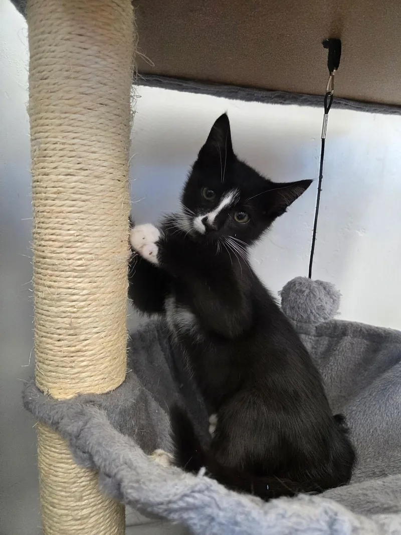 Zorro thumbnail 2