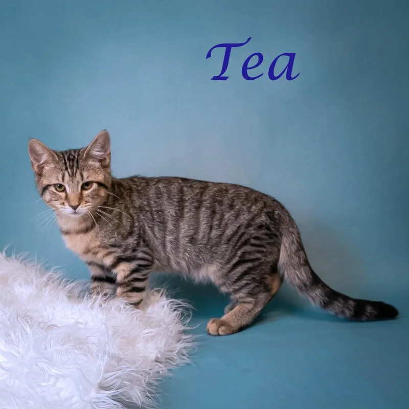 Tea C